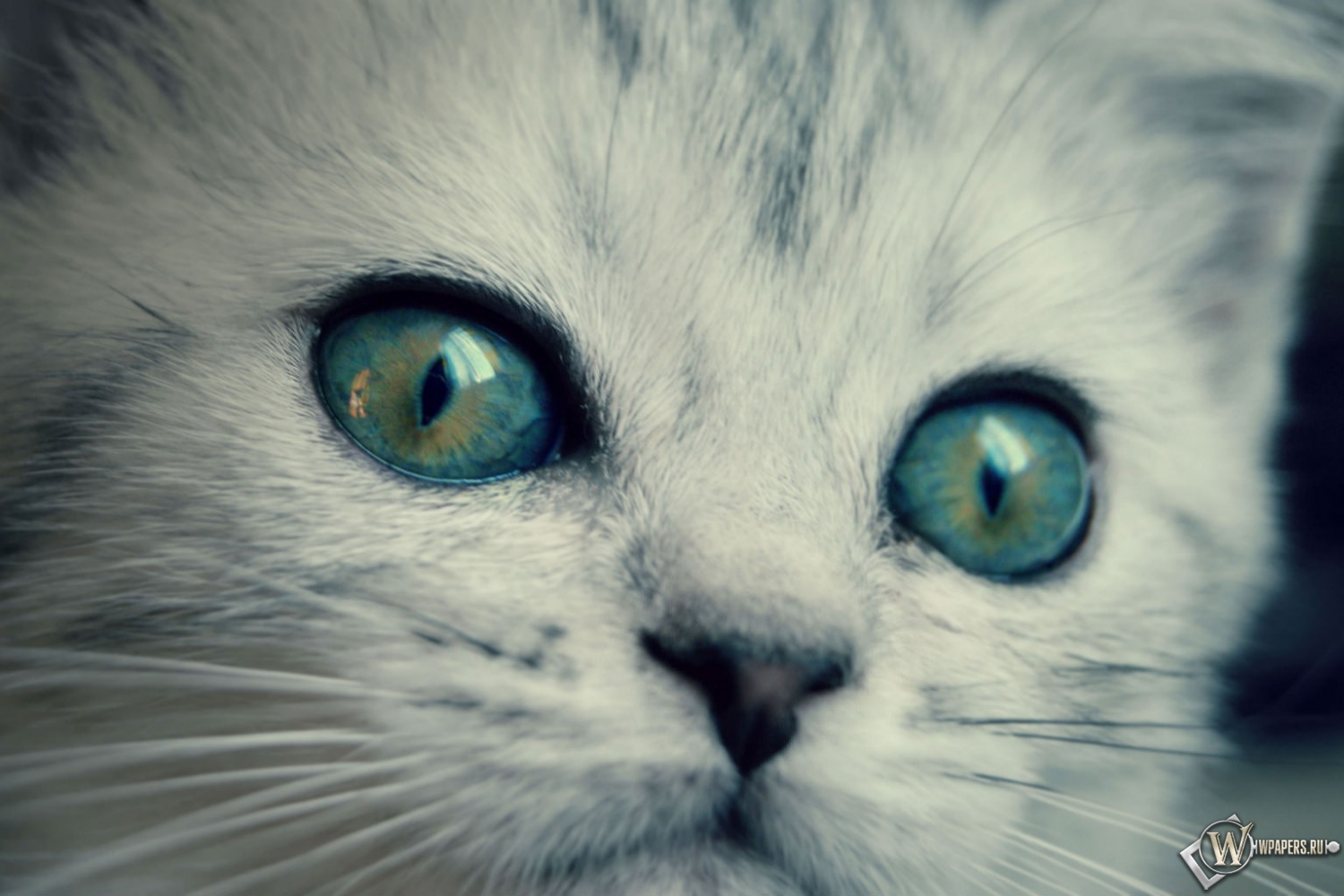 котенок с желто-голубыми глазами 1500x1000