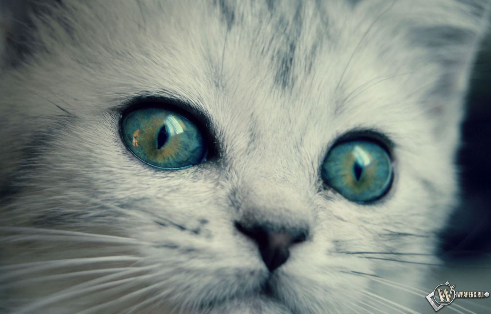 котенок с желто-голубыми глазами 1600x1024