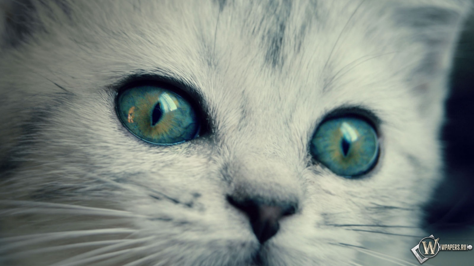 котенок с желто-голубыми глазами 1600x900