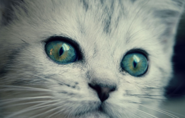 котенок с желто-голубыми глазами