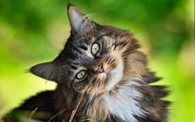 Обои Любознательный кот: Взгляд, Кот, Интерес, Кошки