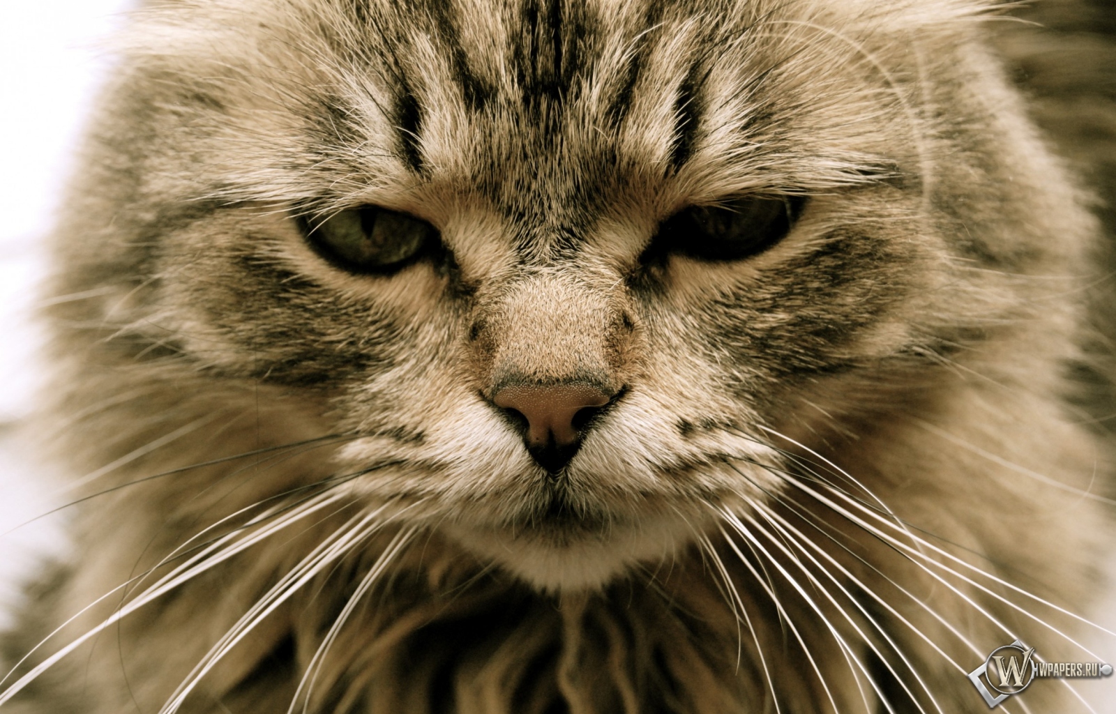 Картинка на вацап кот