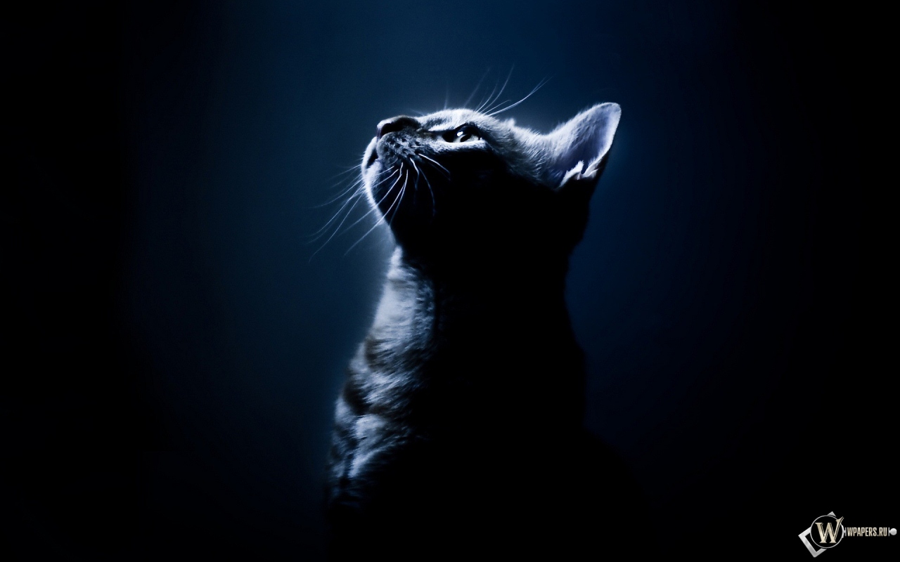 Котёнок в темноте 1280x800