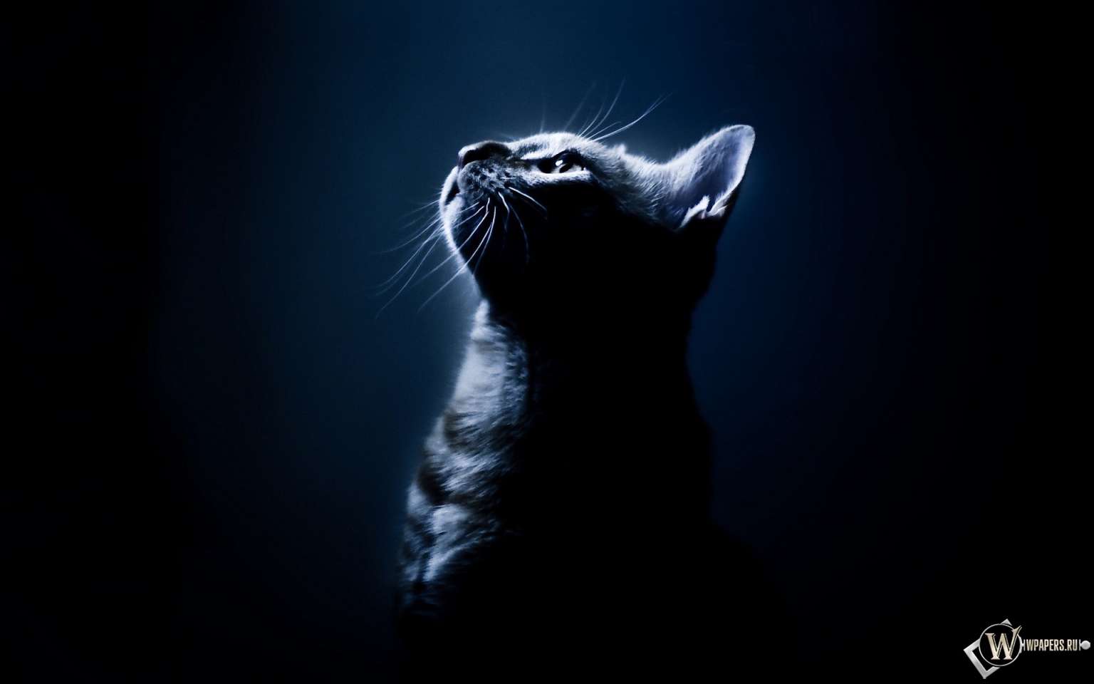 Котёнок в темноте 1536x960