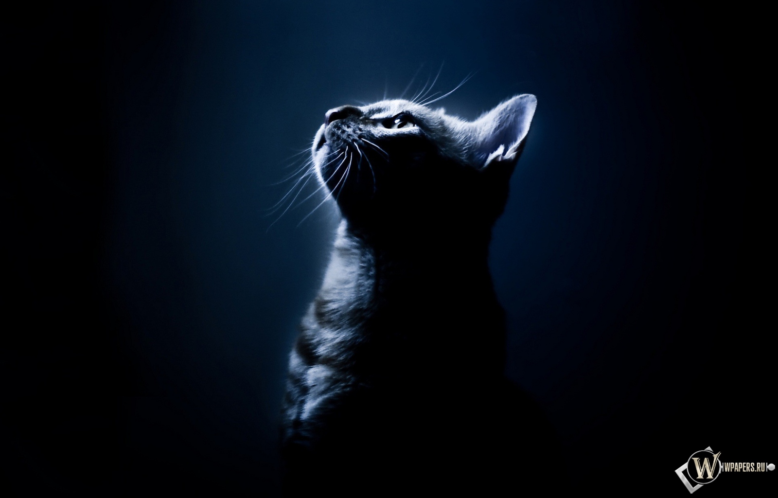 Котёнок в темноте 1600x1024