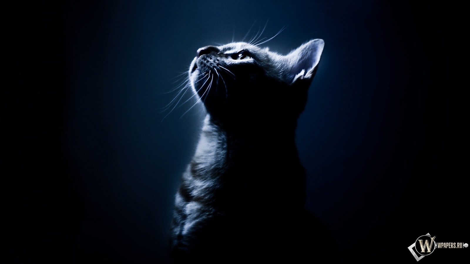 Котёнок в темноте 1600x900
