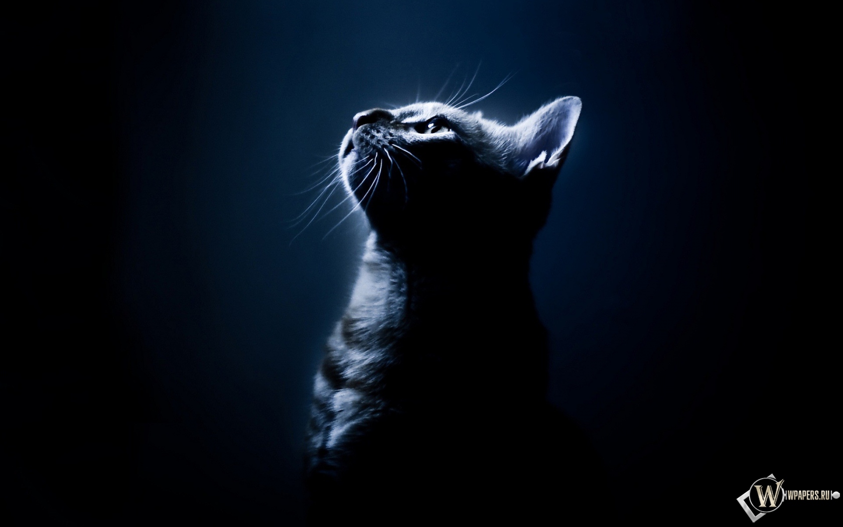 Котёнок в темноте 1680x1050