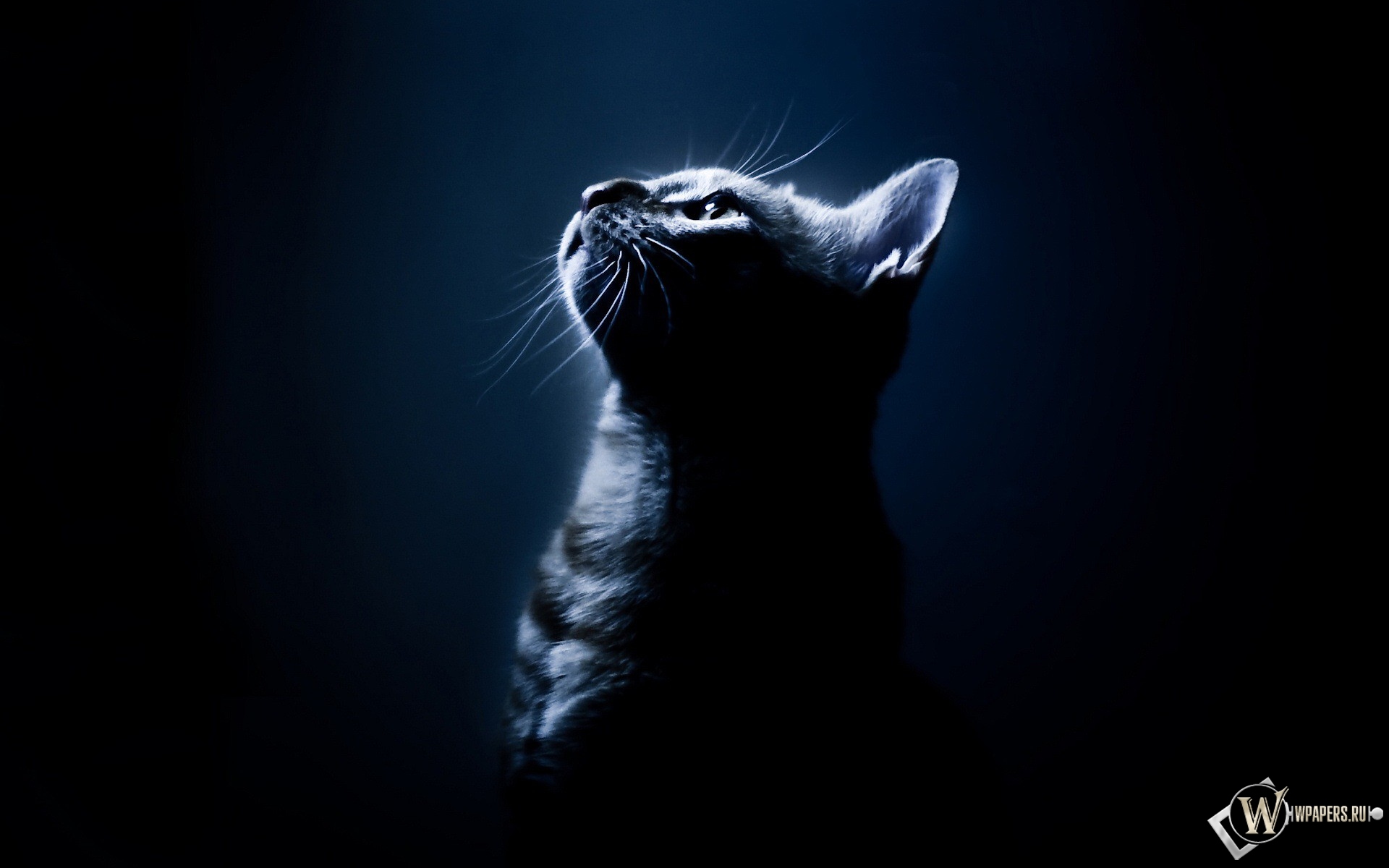 Котёнок в темноте 1920x1200