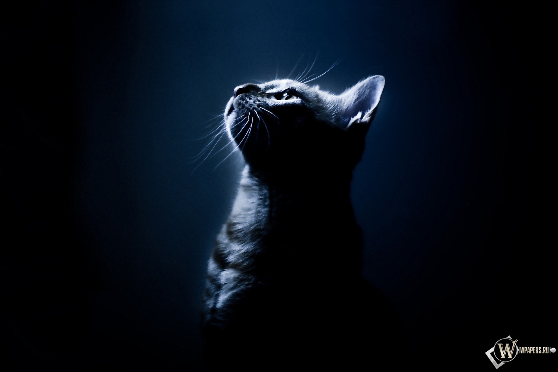 Котёнок в темноте 1920x1280