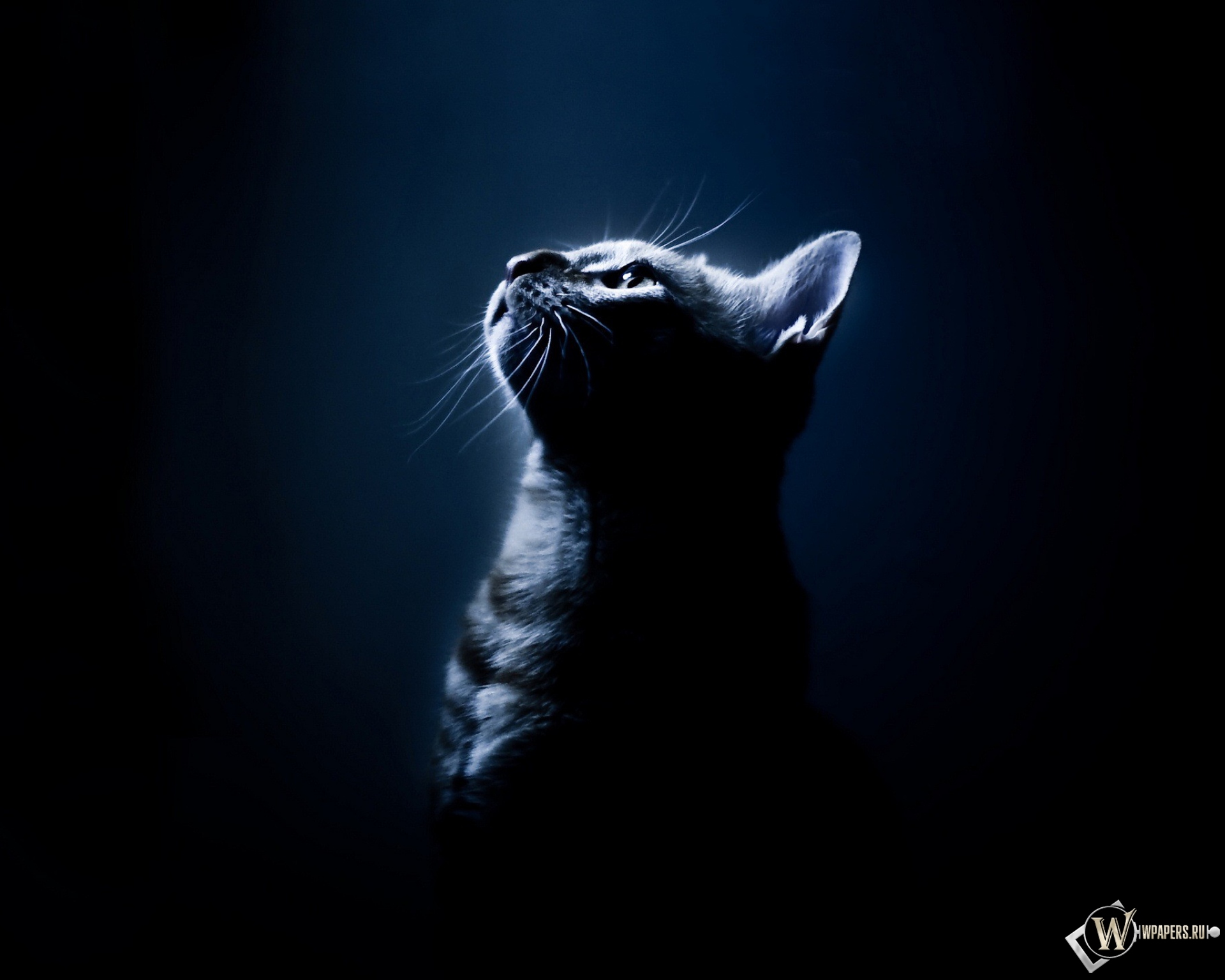 Котёнок в темноте 1920x1536