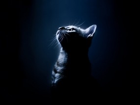 Котёнок в темноте