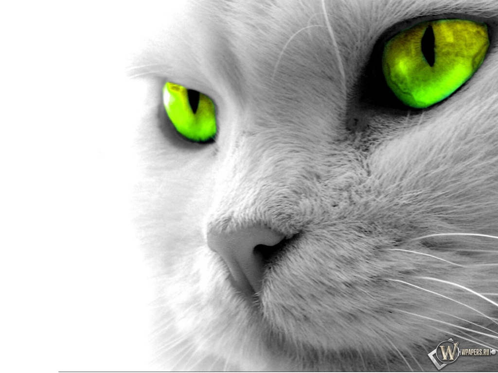 Кошкины зеленые глаза 1024x768