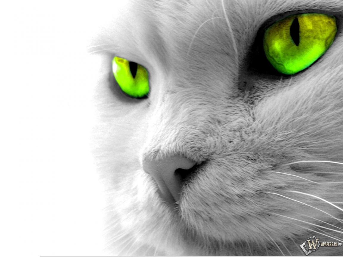 Кошкины зеленые глаза 1152x864