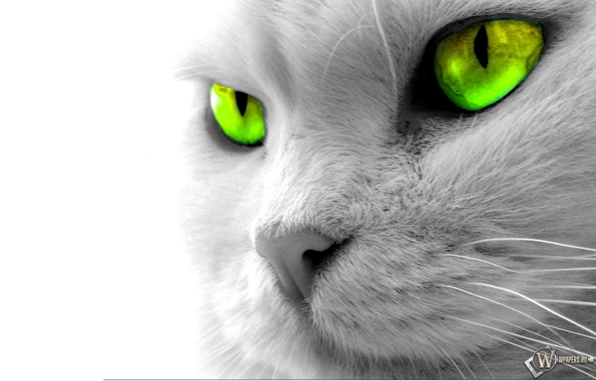 Кошкины зеленые глаза 1200x768