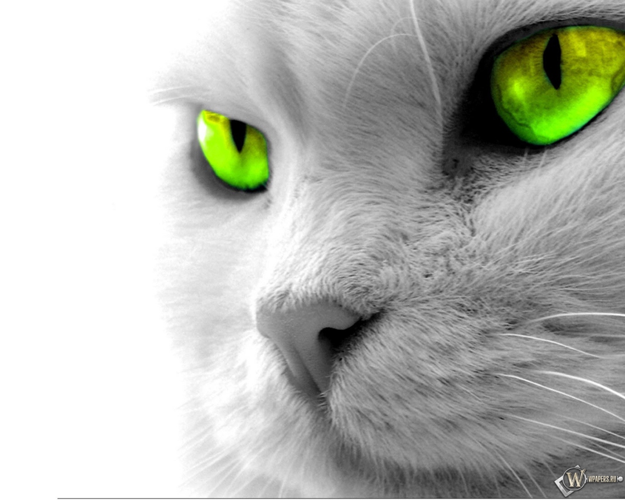 Кошкины зеленые глаза 1280x1024