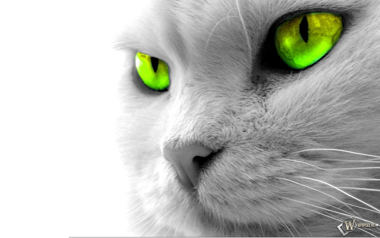 Кошкины зеленые глаза 1280x800