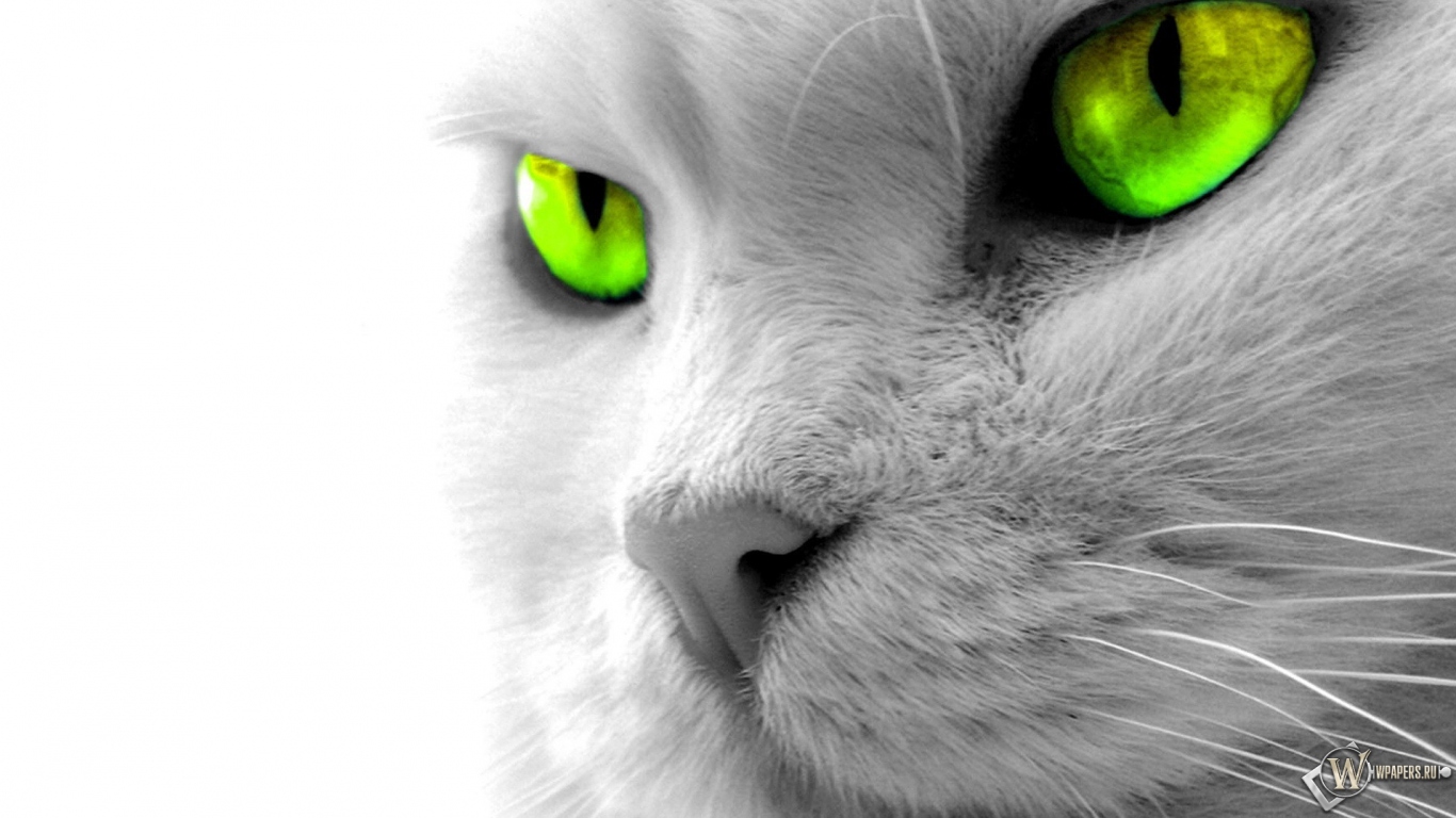 Кошкины зеленые глаза 1366x768