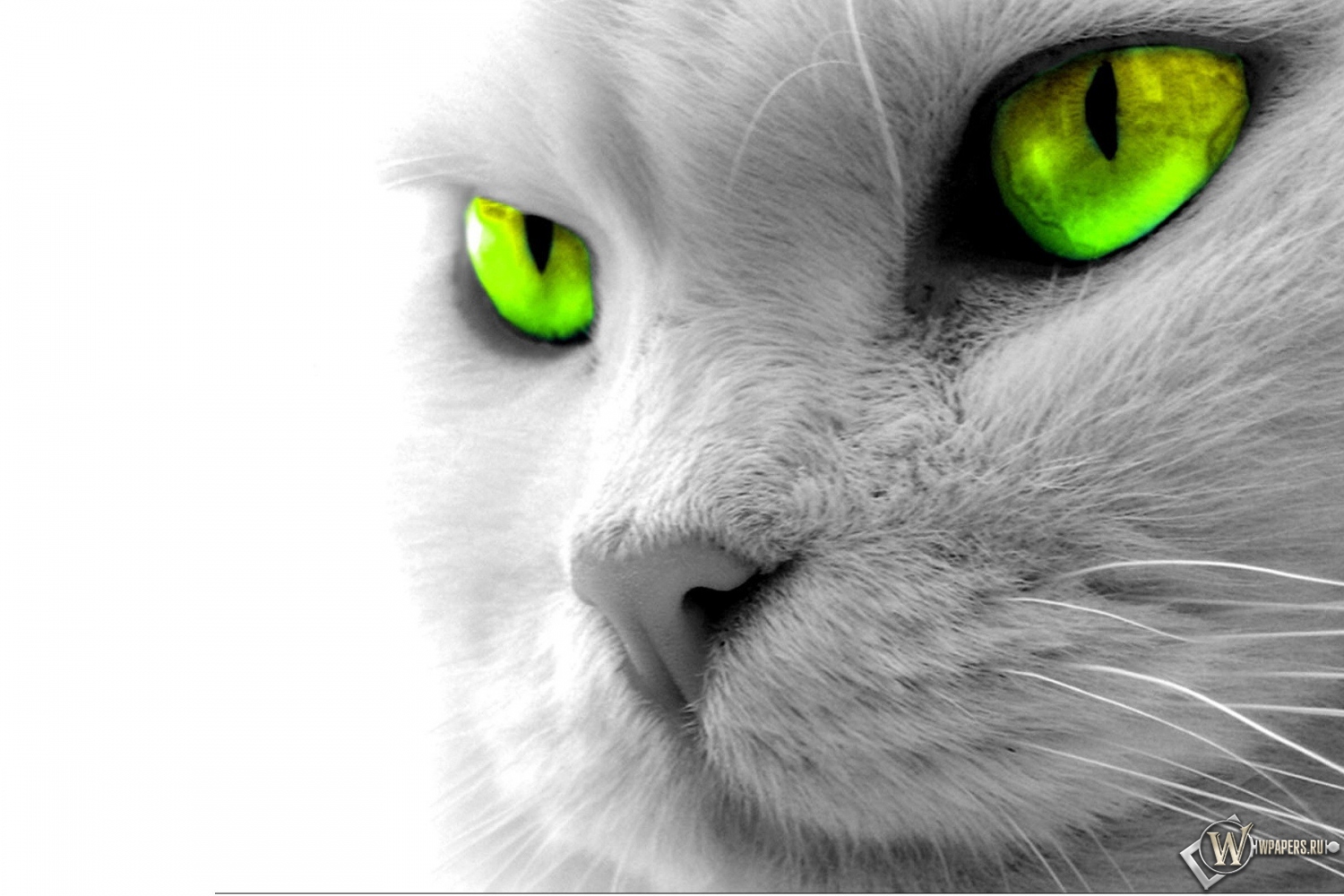 Кошкины зеленые глаза 1500x1000
