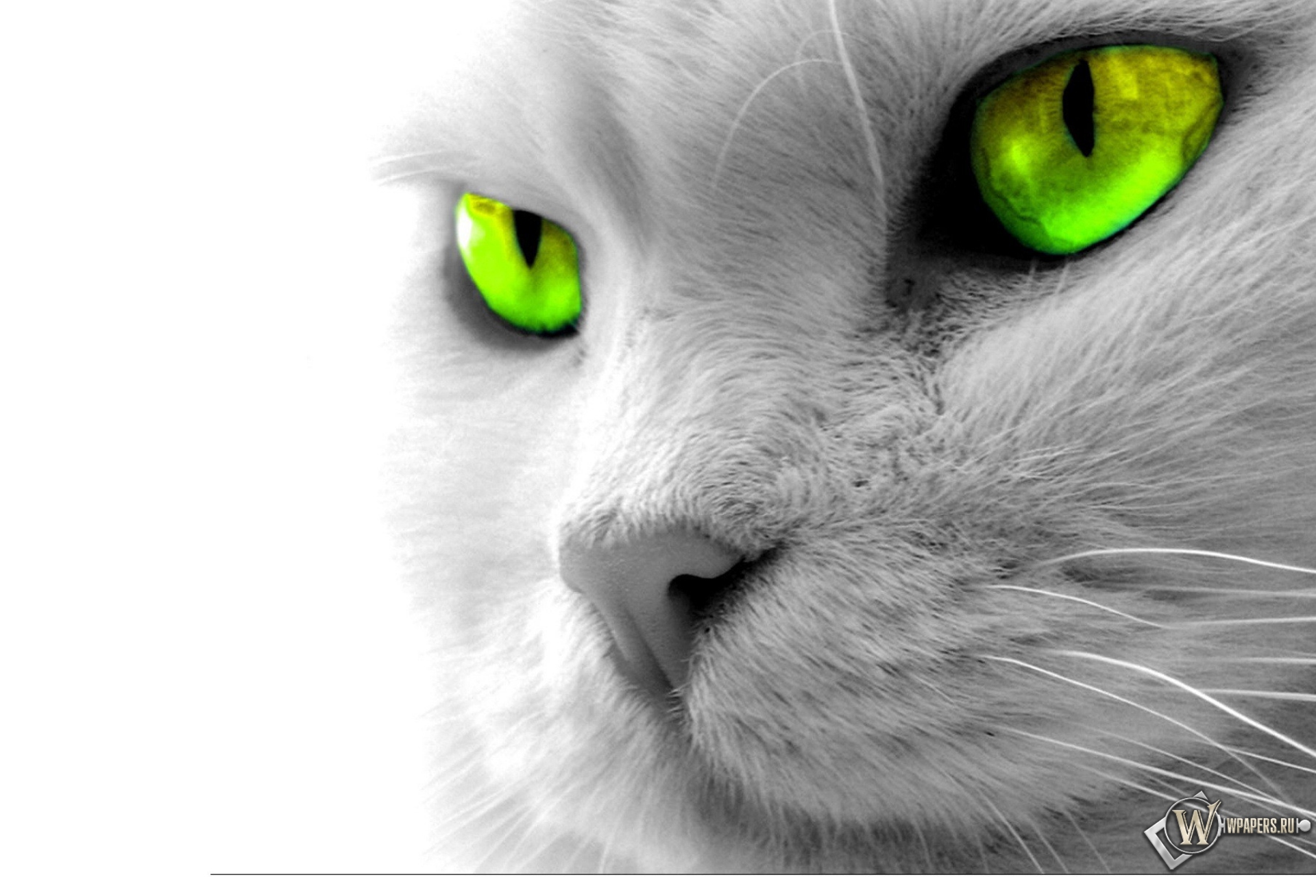 Кошкины зеленые глаза 1920x1280