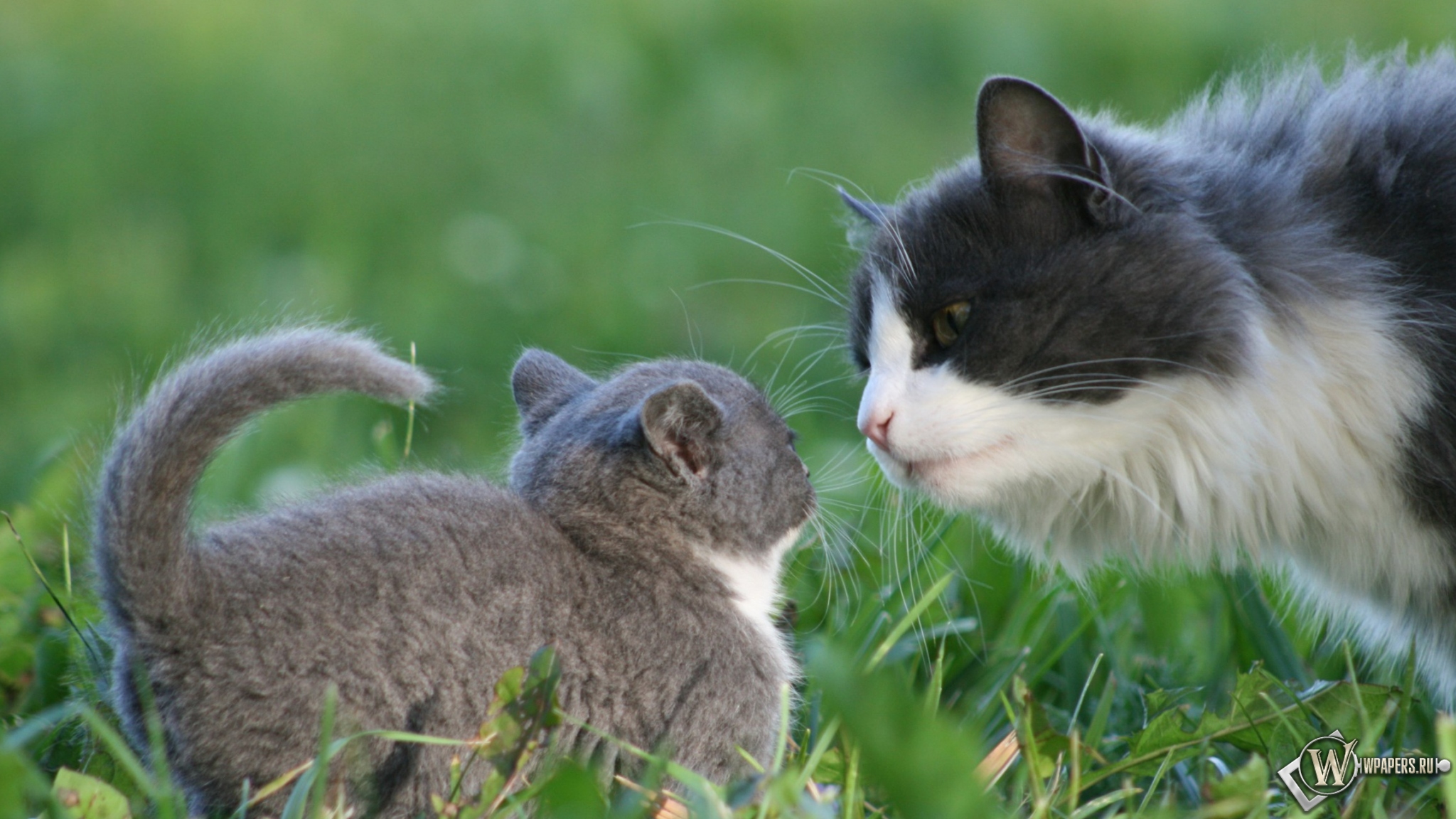 Des chats