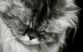 Обои Смущенный кот: Кот, Мордашка, Смущение, Кошки