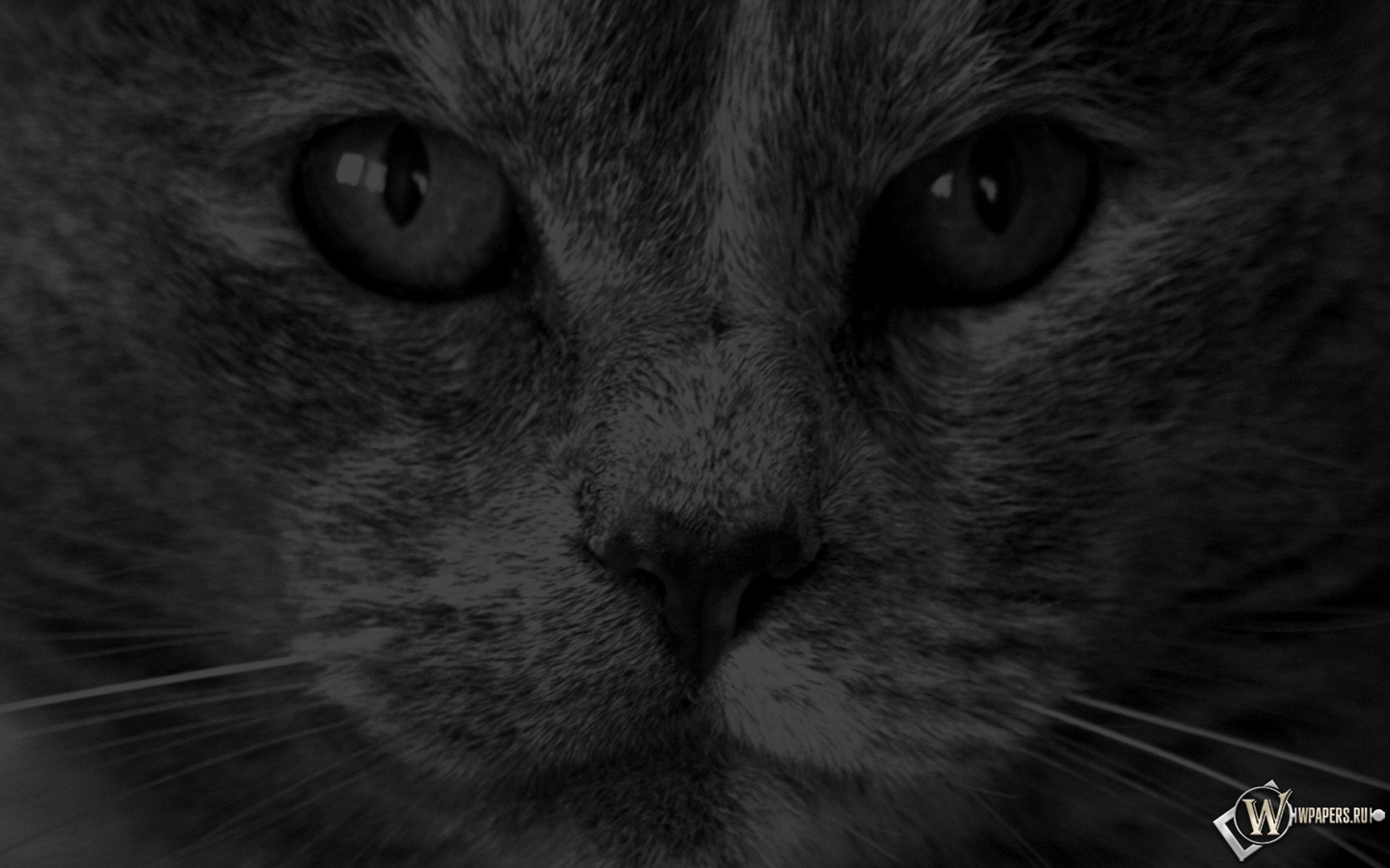 кот в темноте 1440x900