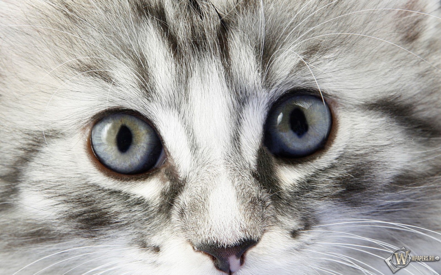 Взгляд котёнка 1440x900