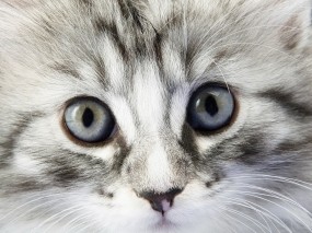 Обои Взгляд котёнка: Взгляд, Котёнок, Кошки