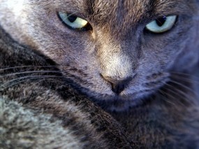 Обои Серьезный взгляд котэ: Взгляд, Котэ, Злость, Кошки