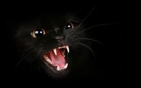 Обои Злобный кошидзе: Хищник, Кошка, Чёрный фон, Чёрная, Злость, Кошки