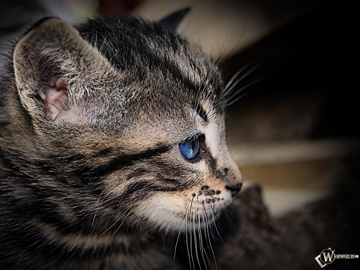 Котенок с голубыми глазами 1152x864
