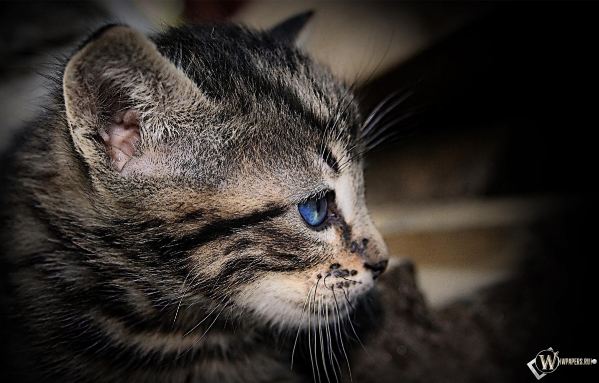 Котенок с голубыми глазами 1200x768