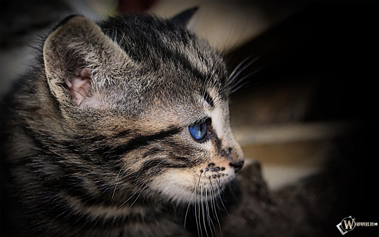 Котенок с голубыми глазами 1280x800