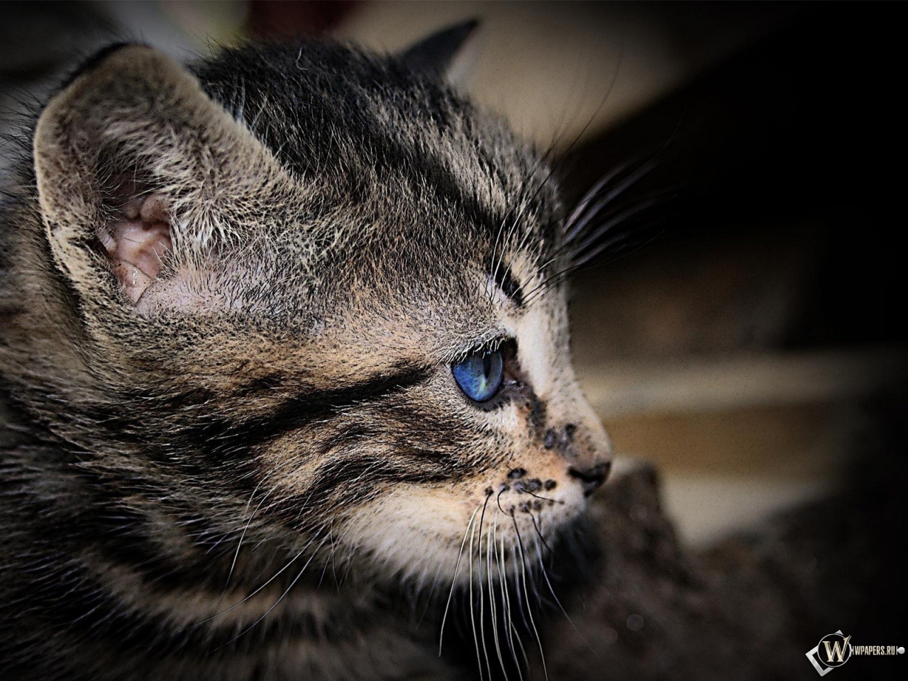 Котенок с голубыми глазами 1280x960