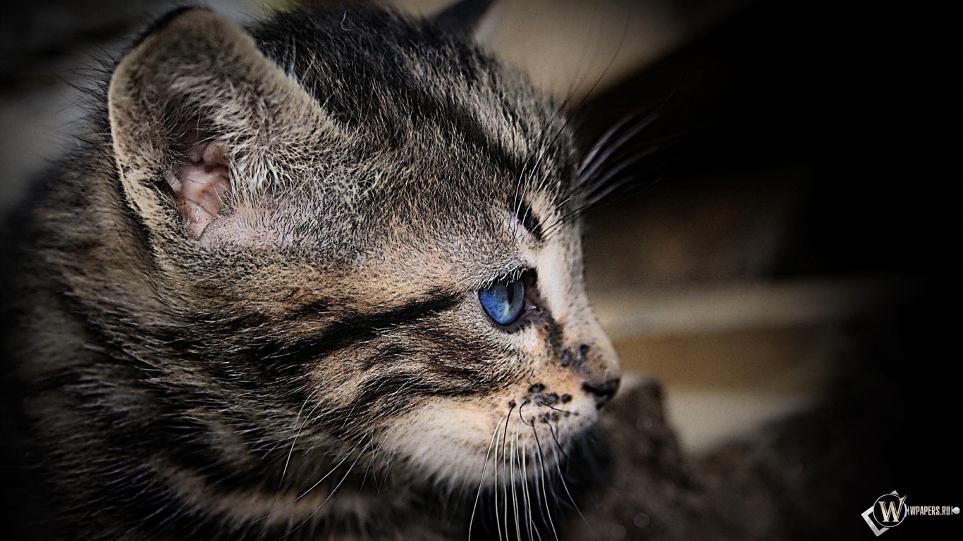 Котенок с голубыми глазами 1366x768