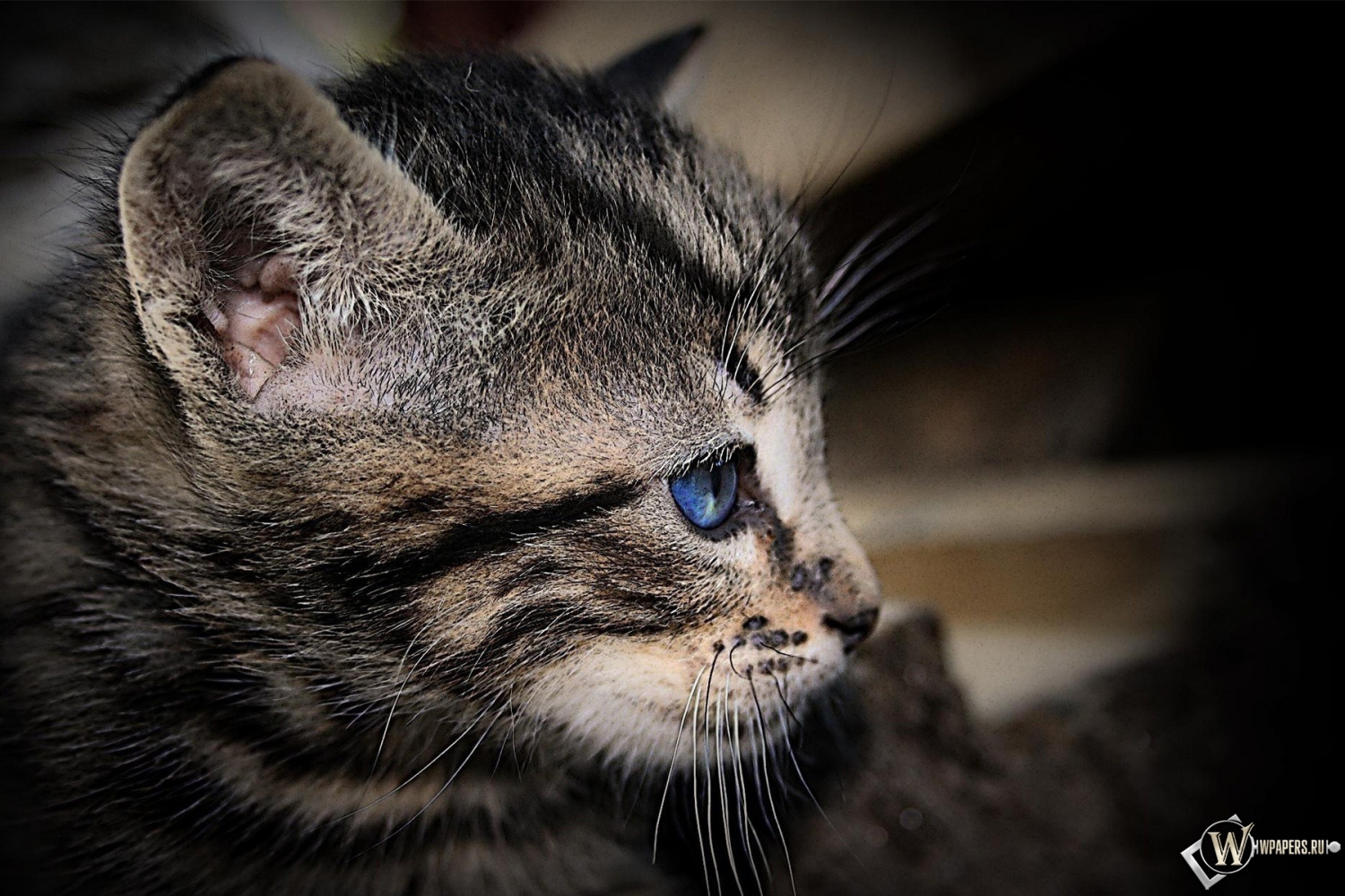Котенок с голубыми глазами 1500x1000