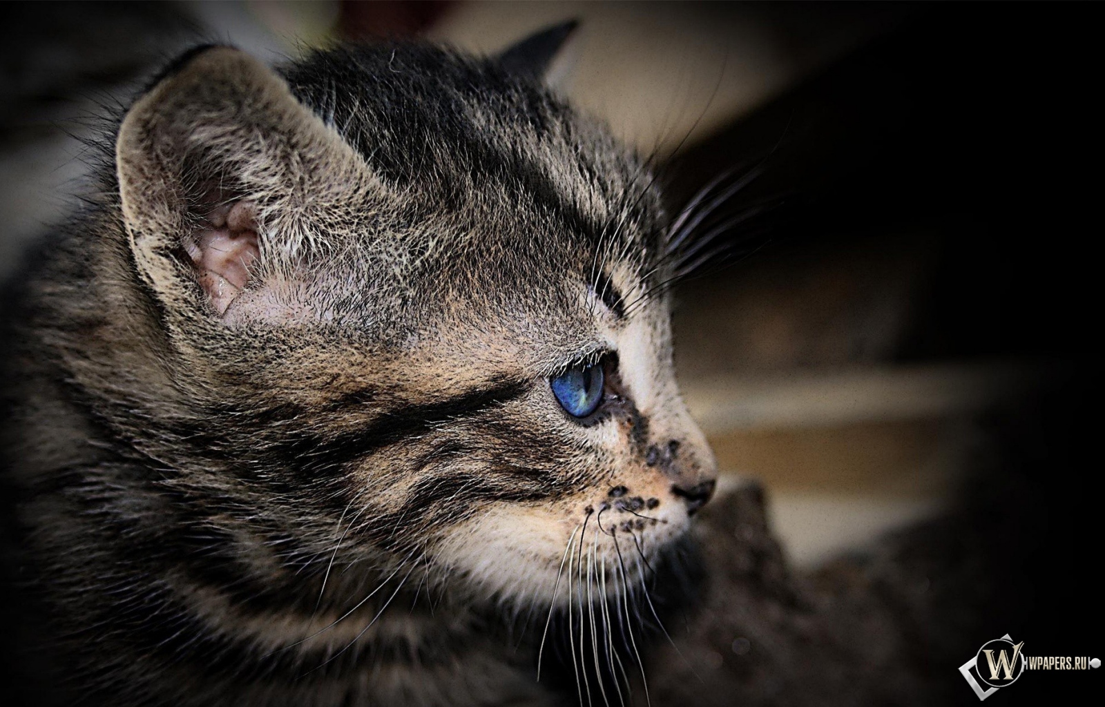 Котенок с голубыми глазами 1600x1024