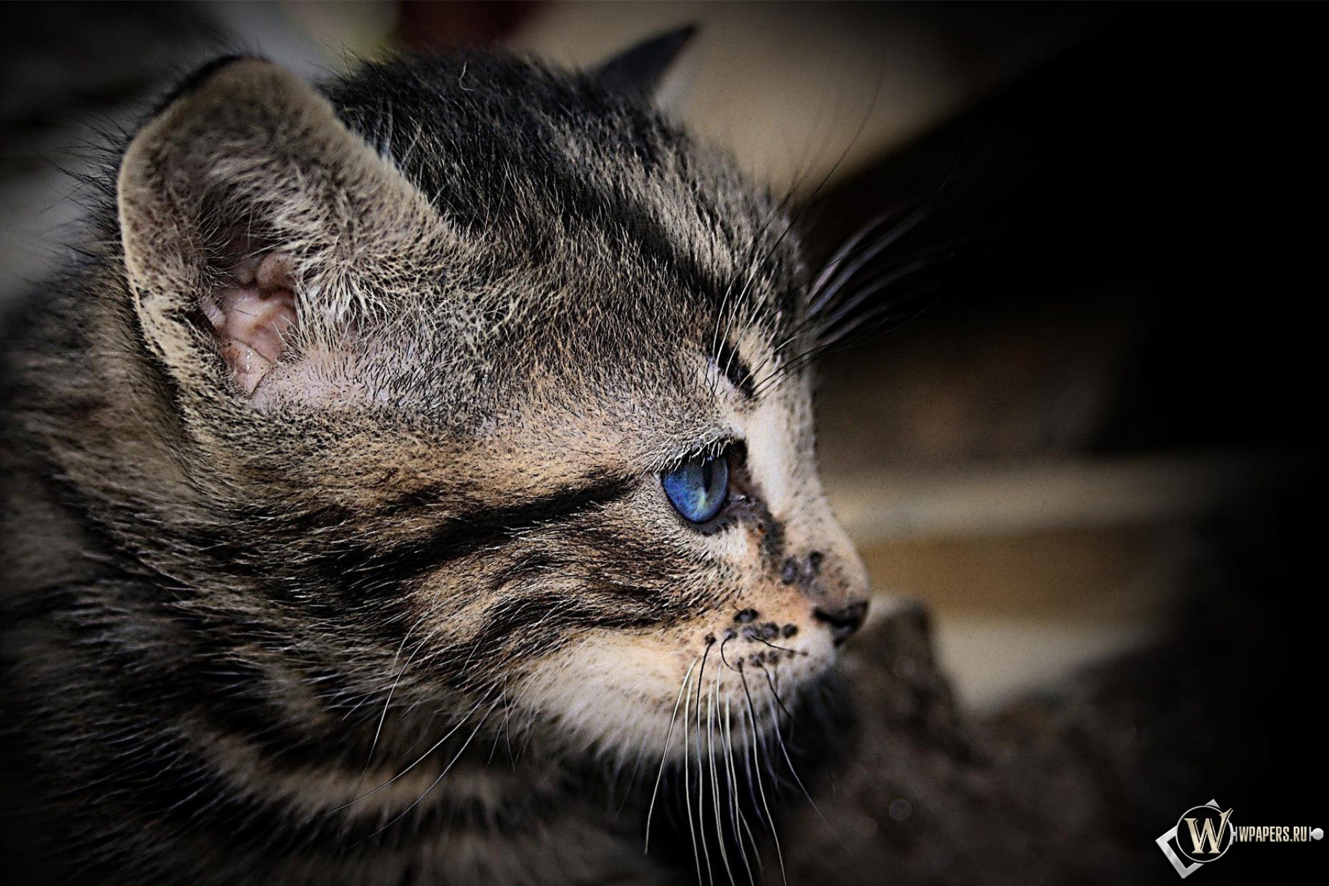 Котенок с голубыми глазами 1920x1280