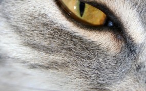 Обои Кошачий глаз: Глаз, Кошка, Кошки