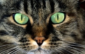 Обои Кошачья морда: Глаза, Взгляд, Морда, Кошка, Кошки