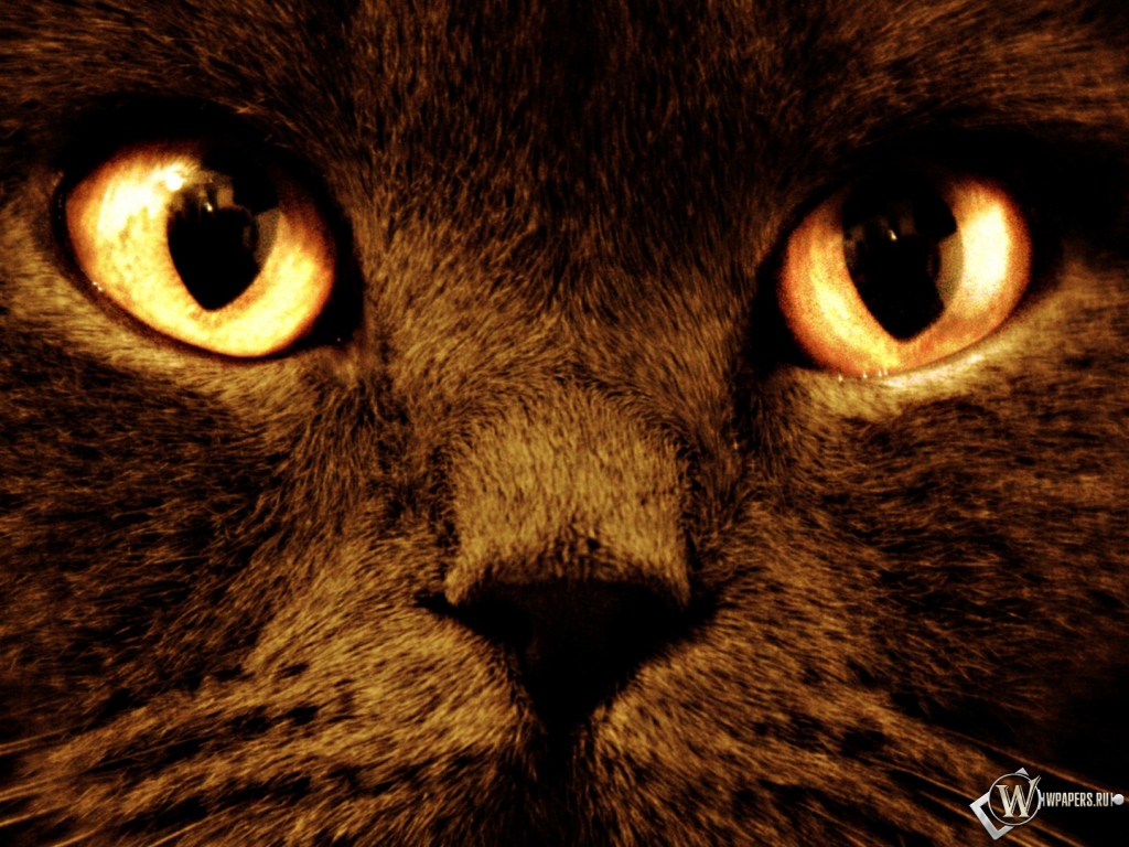 Черный кот с оранжевыми глазами 1024x768