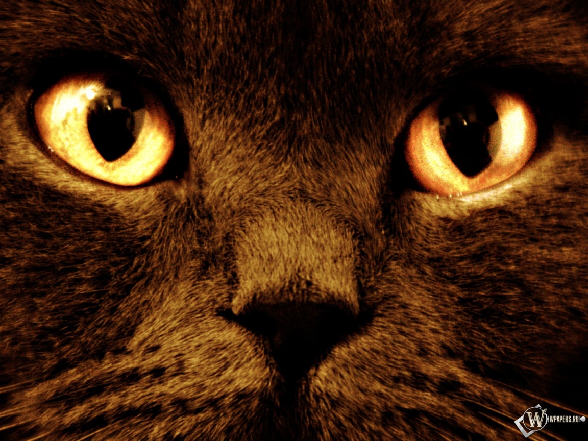 Черный кот с оранжевыми глазами 1152x864