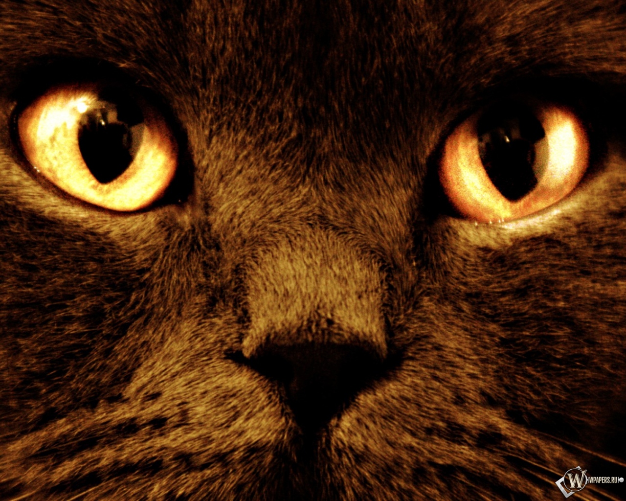 Черный кот с оранжевыми глазами 1280x1024