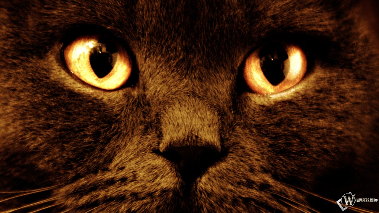 Черный кот с оранжевыми глазами 1280x720