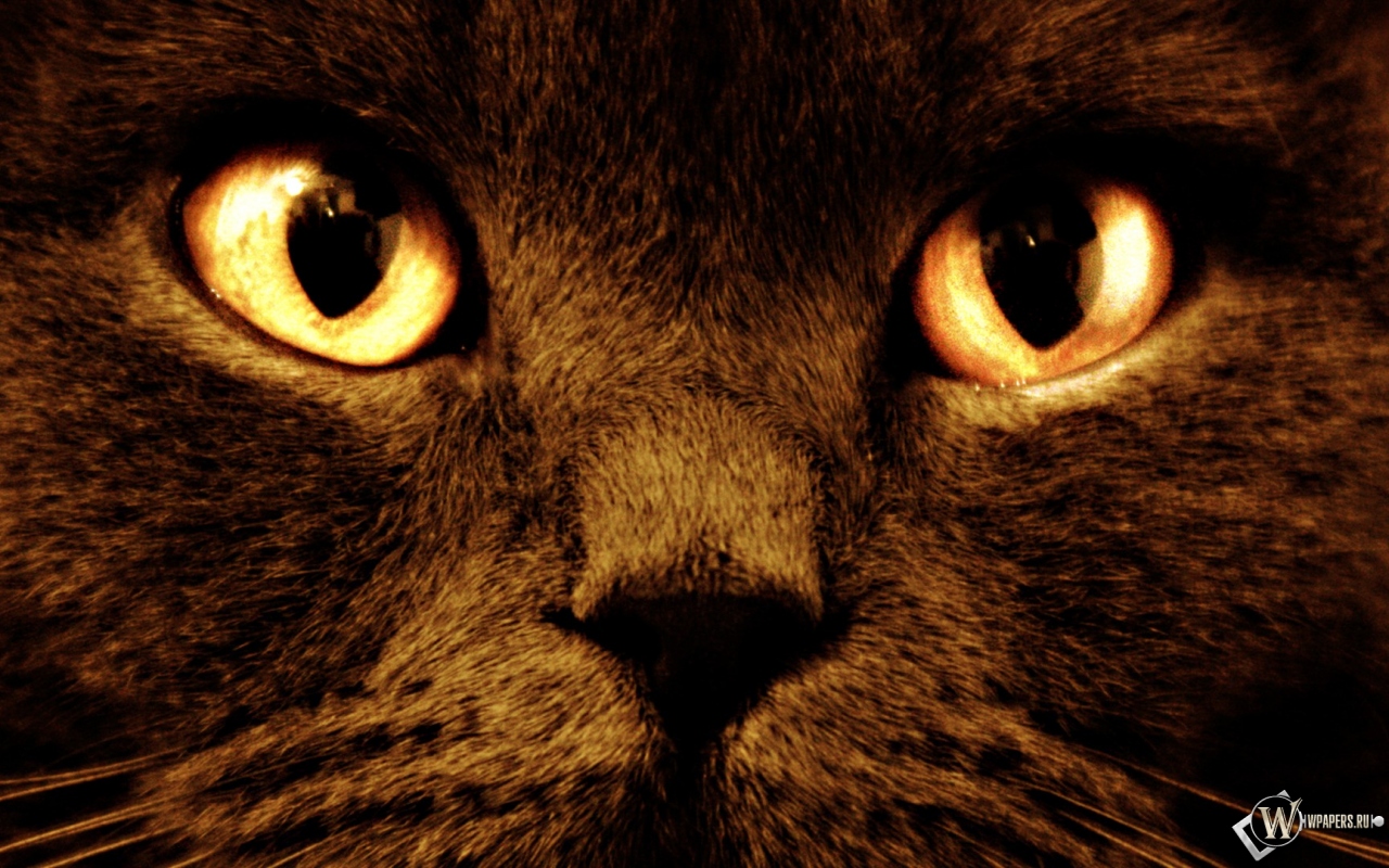 Черный кот с оранжевыми глазами 1280x800