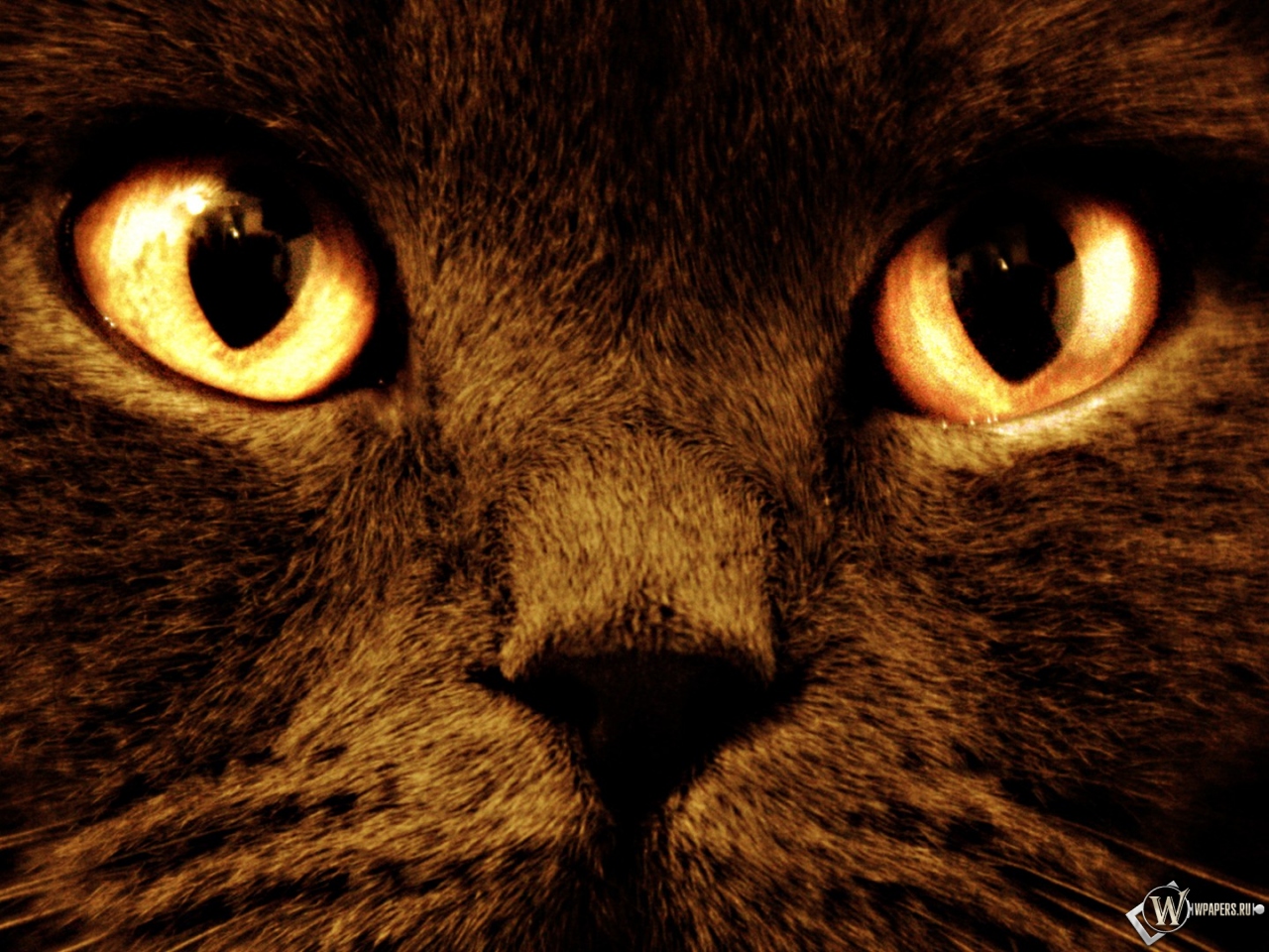 Черный кот с оранжевыми глазами 1280x960