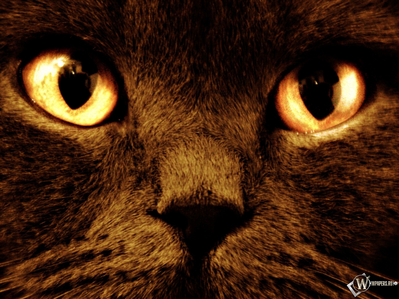 Черный кот с оранжевыми глазами 1400x1050