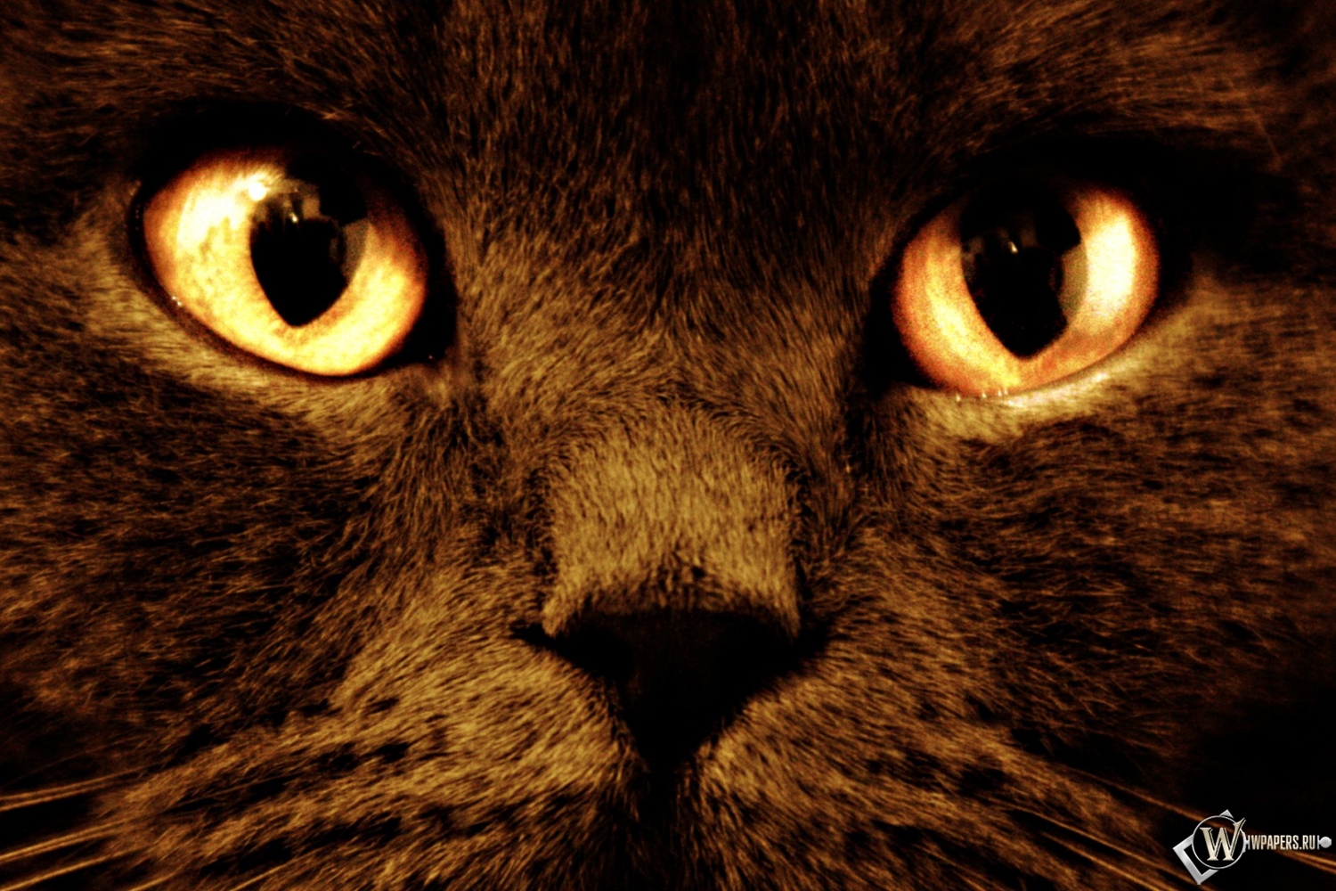 Черный кот с оранжевыми глазами 1500x1000