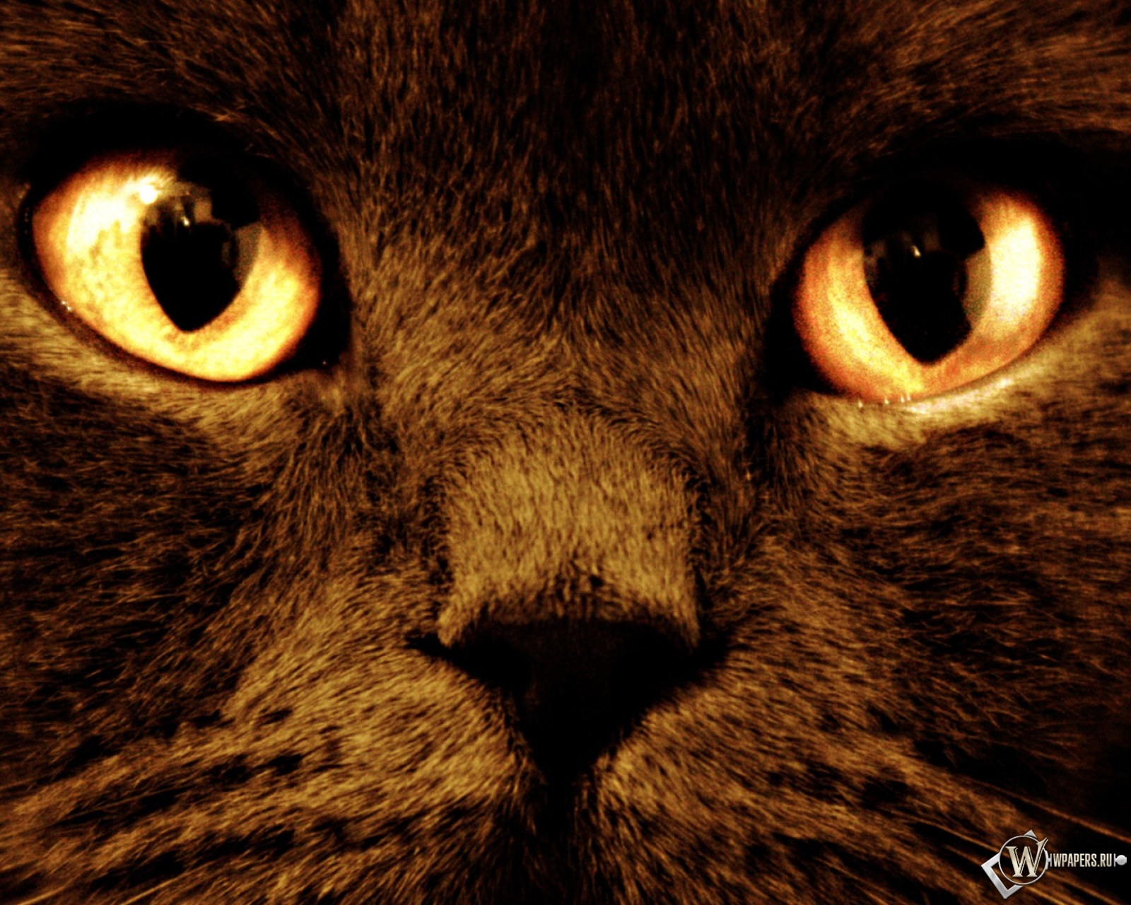 Черный кот с оранжевыми глазами 1600x1280