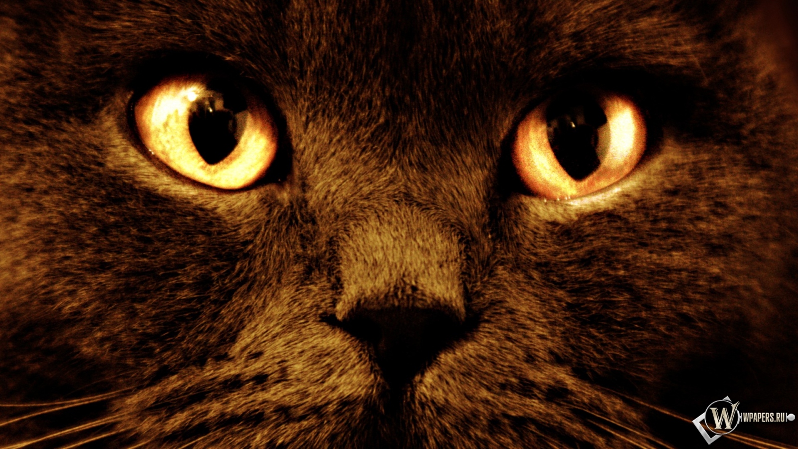 Черный кот с оранжевыми глазами 1600x900